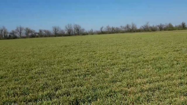 Выращивание оз.ячменя.No-till 03.04.2020. Состояние посевов смотреть онлайн