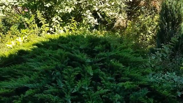 Взрослый сад ландшафтного дизайнера Натальи Мягковой: обзорная прогулка. смотреть онлайн