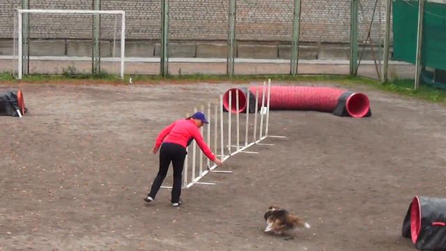 Слаломно-туннельная. Ларина Татьяна и шелти Порше смотреть онлайн