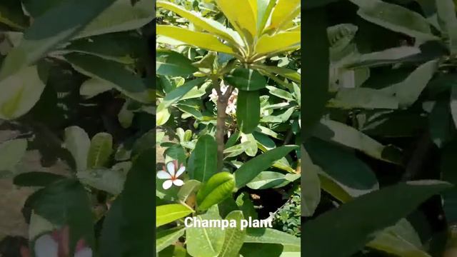 Champa plant# plumeria rubra hybrid# plant# life# bliss смотреть онлайн
