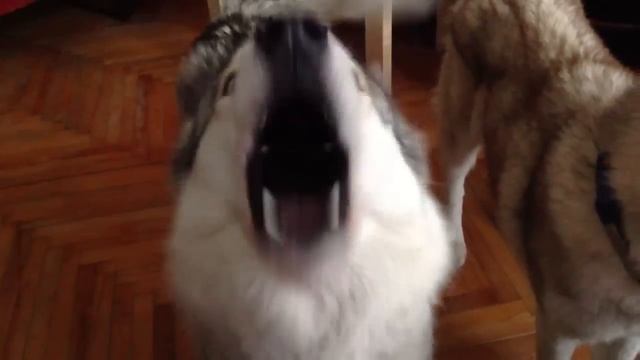 Хаски воют смотреть онлайн