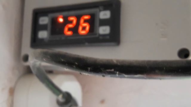 9 июня 2020 г. Обзор по огороду (огурцы, помидоры, картошка, ирисы, кабачки) смотреть онлайн