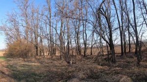 Охота с лайками  на зайца Русака в Краснодарском крае