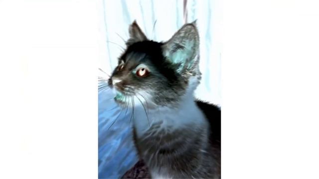 Котенок негатив мяукает