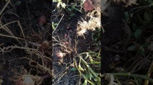 Обзор картофеля сорт Уника на 24.09.2023г