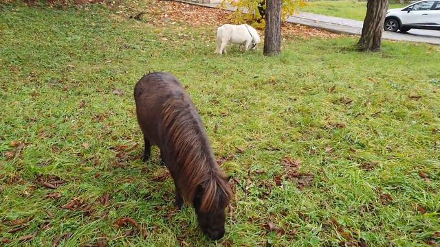 ✅Почему две лошадки как два магнита? смотреть онлайн