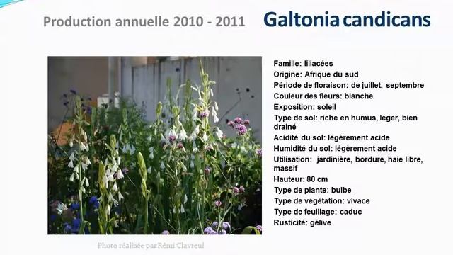 Conseils Jardinage: Galtonia Candicans:  Fiche Technique Plante Annuelle
