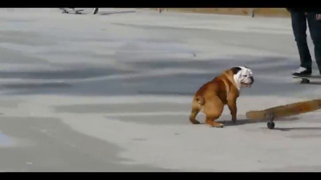 Skateboarding Dog