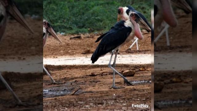 Марабу африканский. смотреть онлайн