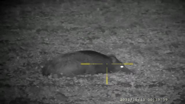 211013b Wild Boar Hunt, Wildschweinjagd, Lov Divokeho Prasete (ca 25m)