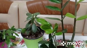 Комнатные цветы. Обзор комнатных цветов по алфавиту. Комнатные растения на букву Д.