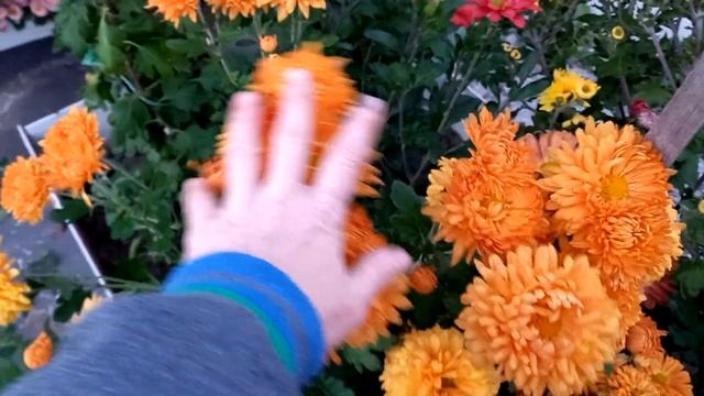 Белг 12-13. Корейская кустовая хризантема смотреть онлайн