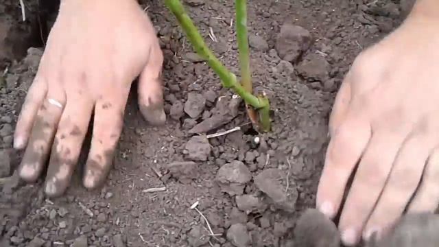 Посадка саженцев ежевики