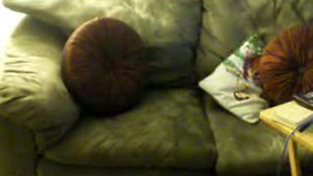 Ниндзя пес смотреть онлайн