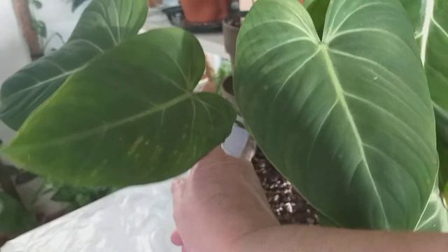 23 ST PROPAGATION OLIKA VÄXTER I FÖRÖKNING.KLICKA PÅ TIDEN HÄR NERE FRAMFÖR DEN VÄXT NI VILL SE. смотреть онлайн