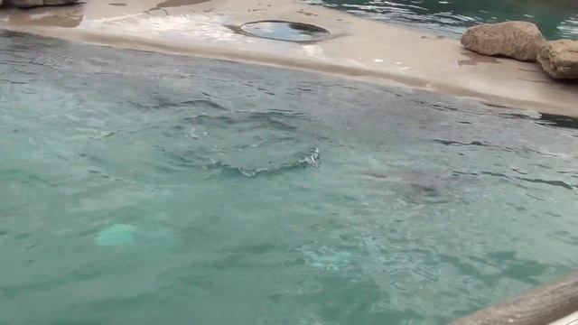 Sea Lions in Zoo Opole Lwy Morskie w Zoo Opole 2 - Uchatki Kalifornijskie смотреть онлайн