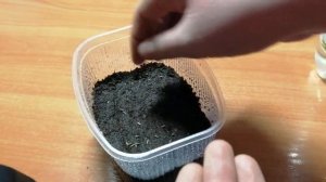 Выращивание пиретрума из семян. Посев семян пиретрума на рассаду. Часть 1.