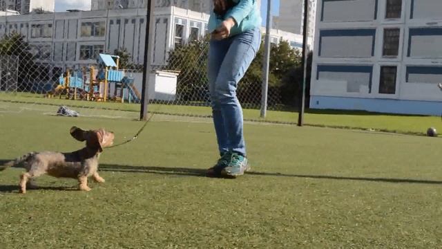 ТАКСА КРОЛИЧЬЯ ЖЕСТКОШЕРСТНАЯ др 31.03.2017 смотреть онлайн