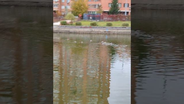 Утки на пруду!