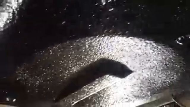 LADA (ВАЗ) 2110 антикоррозионная обработка и шумоизоляционная защита днища автомобиля смотреть онлайн