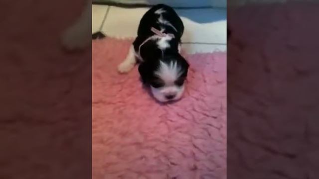 Tricolour And Blenheim - Cavalier King Charles Puppies