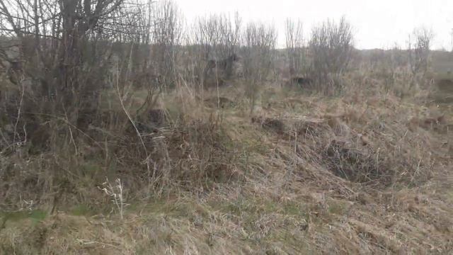 Курцхаар Грэй по куропатке с погонкой смотреть онлайн