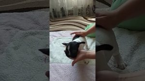 ставим ушко щенку французского бульдога