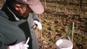 Прививка Винограда Черенком в Расщеп. (Чёрное в Чёрное). (Италия).