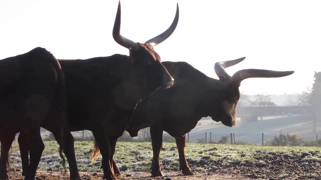 Watusi cattle or Ankole cattle смотреть онлайн