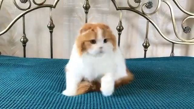 Кошка породы Кимрик смотреть онлайн
