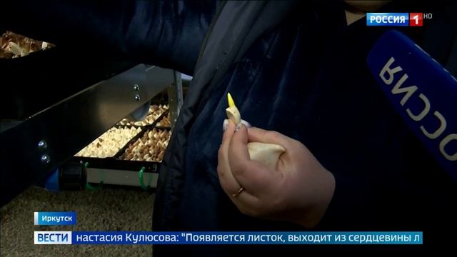 Иркутский представитель INSYTE выполнил заказ Горзеленхоза смотреть онлайн