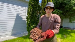 ОТЛИЧНЫЙ способ чистки туй «НЕВЕРОЯТНЫЙ результат!»