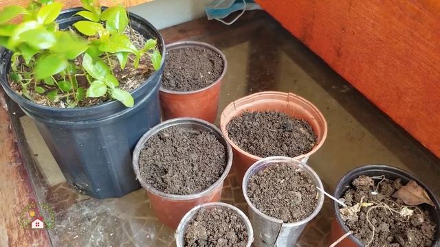 TE REGALO UNA PLANTA DE PITANGA, MIRA COMO GERMINARLA.