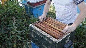 Как быстро исправить семью трутовку, ЛЁГКИЙ и эффективный СПОСОБ.