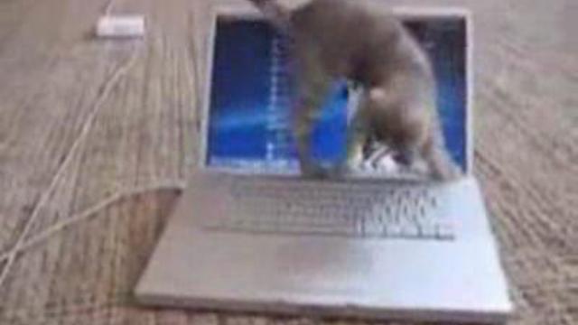 Котенок и ноутбук смотреть онлайн