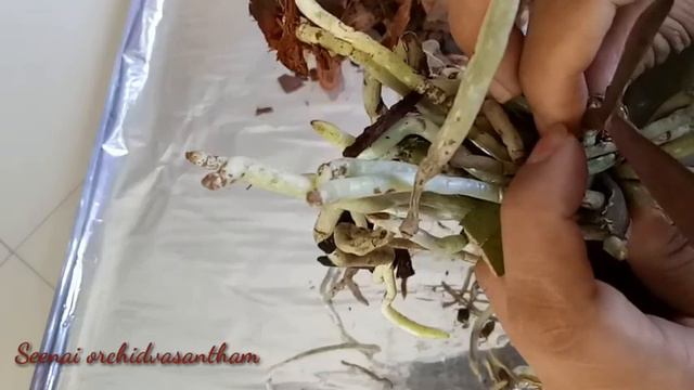 How to seperate & pot a Phalaenopsis seedling#എങ്ങനെ ഒരു phalaenopsis ഓർക്കിഡ് തൈ മാറ്റിനടാം смотреть онлайн