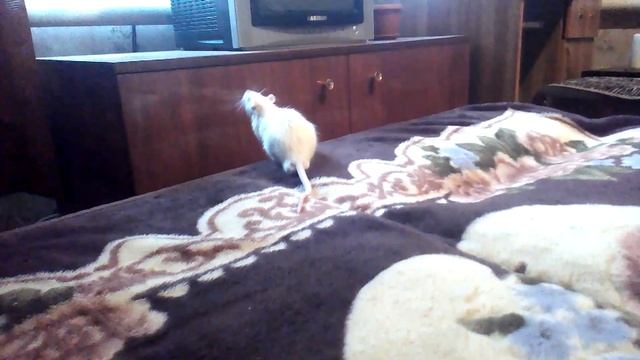 Просыпайся мой хозяин это я твой телефон смотреть онлайн