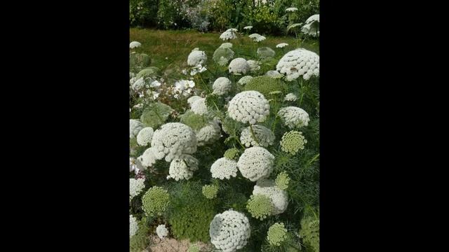 АММИ  (AMMI)  сем. Зонтичные