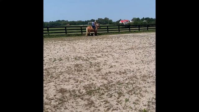 Catalina Rose barn manners and under saddle смотреть онлайн