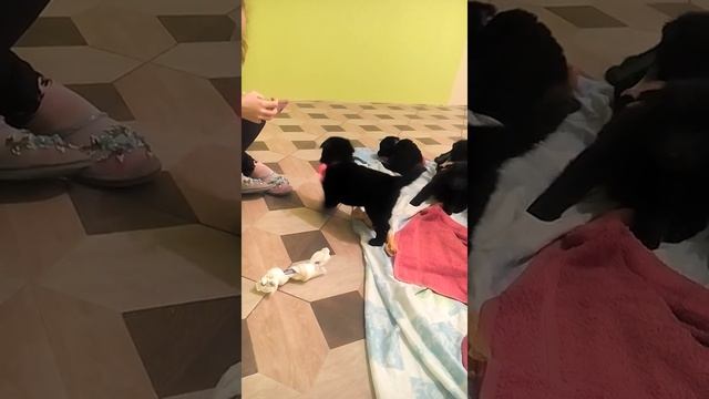 Щенки Бельгийской овчарки Грюнендаль +79787568909 смотреть онлайн