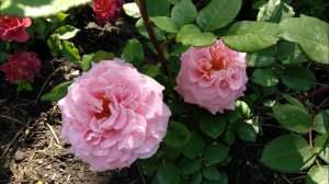 Розы первогодки. Чайно-гибридные розы: Мисс Пигги, Кенделлайт, Филинг, Айсфогель, Этруска, Кейт.