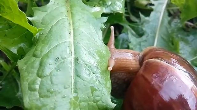 Моё первое видео! Улиточка Ахатина Фулика Стандарт в листьях одуванчика. смотреть онлайн