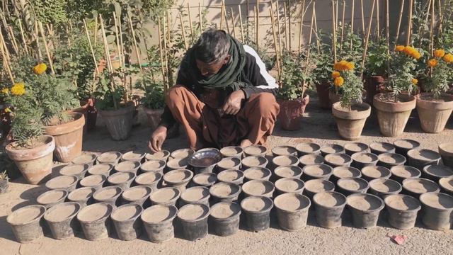 How grow petunia from seeds with update-Urdu/Hindi смотреть онлайн
