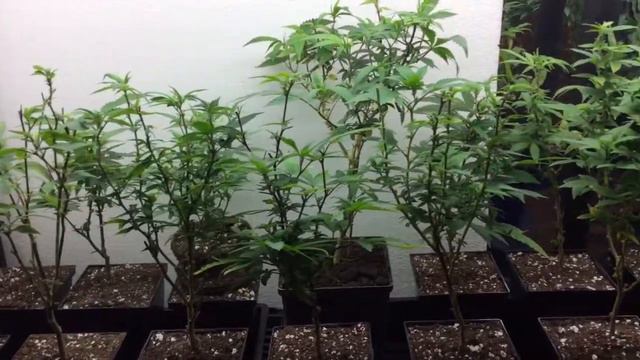 Double my root mass смотреть онлайн