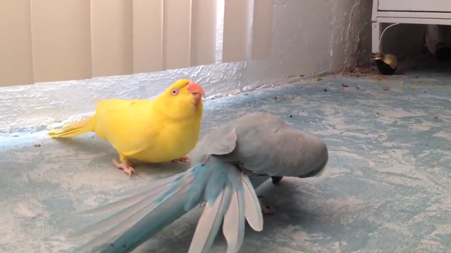 артистичный кавалер смотреть онлайн