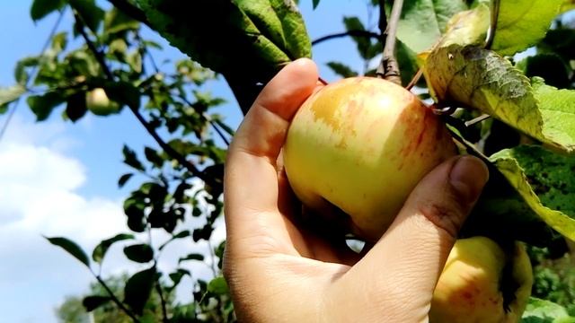 Наш урожай яблок. 15.08.2019. смотреть онлайн