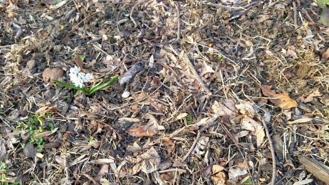 Puschkinia, also known as Striped Squill смотреть онлайн