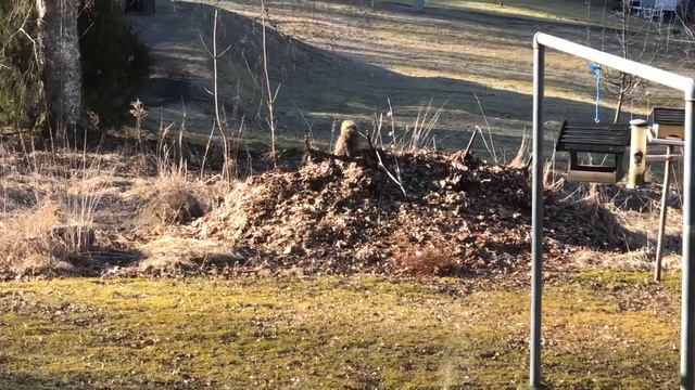 Весенние настроения. Пасха в Швеции. Норвежская кошка Соня. Norwegian Forest Cats 🐈