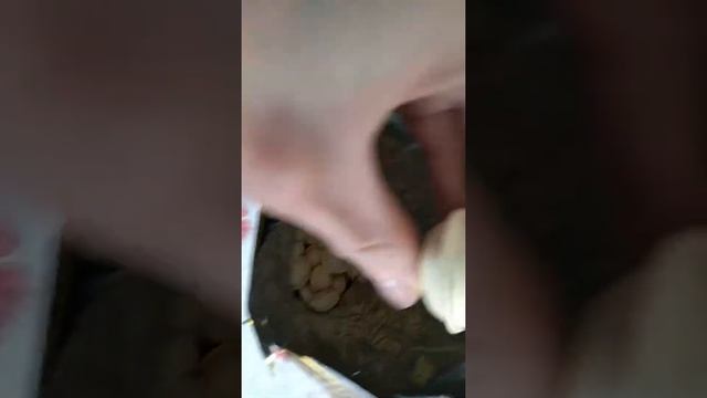 Пельмени Цезарь NERO - не good)) смотреть онлайн