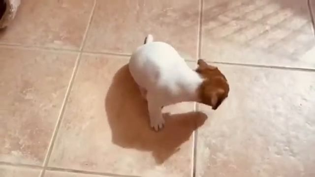 Девочка джек рассел терьер по имени Саша смотреть онлайн